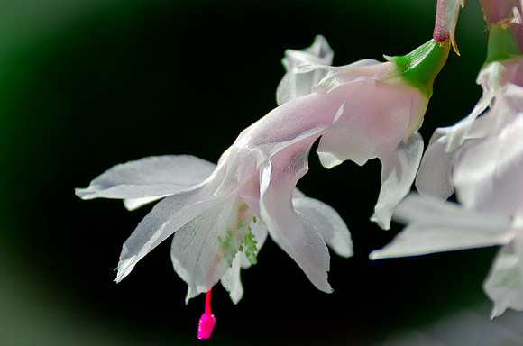 _DSC4604