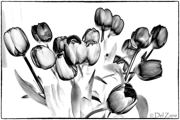 03-10 Night Time Tulips--6