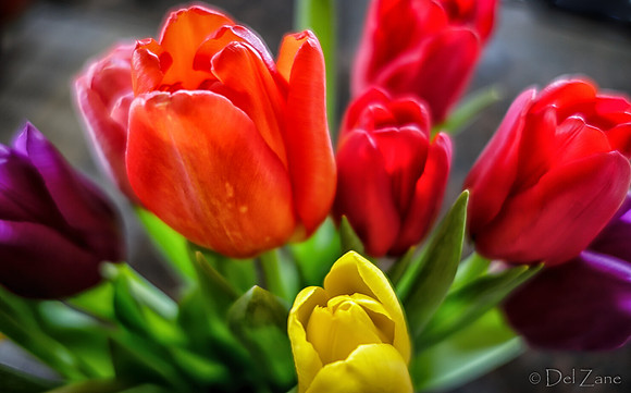 Multi-color Tulips--16