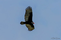 Soaring-8