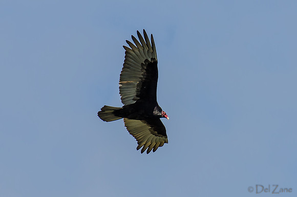 Soaring-8