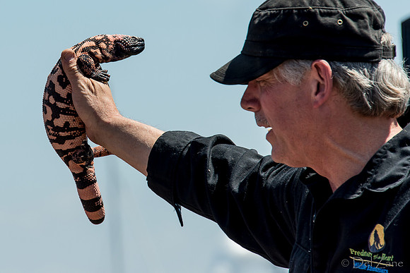 07-20 Misc Animals_reptiles-
