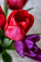 Multi-color Tulips--19