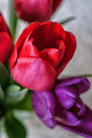 Multi-color Tulips--19