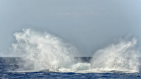 01-28 Whales TIFFS--11