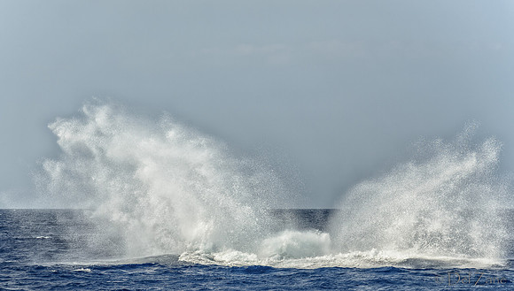 01-28 Whales TIFFS--11