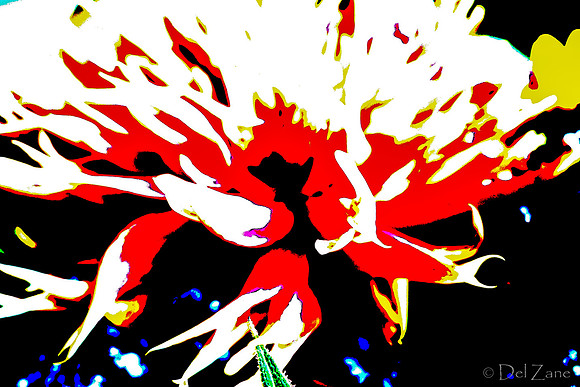 09-19 Colorized Bouquet Bokeh-0300