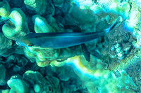01-18 Makena Underwater TIFFs--15