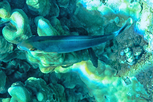 01-18 Makena Underwater TIFFs--15