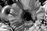 _DSC4504