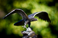 Bronze Eagle