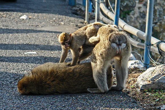 Gibraltar-2-6