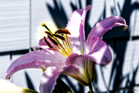 07-19 High Noon Blooms TIFFs--5