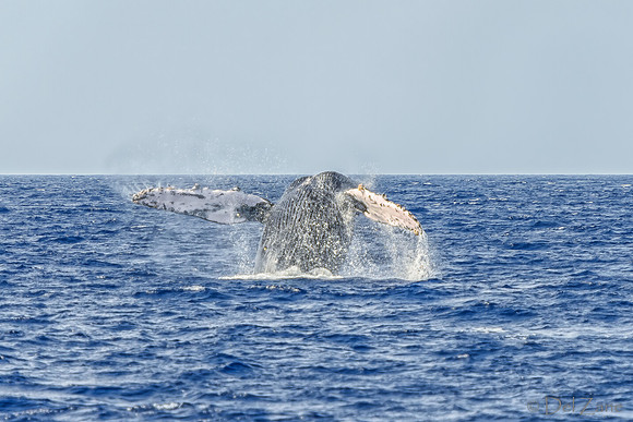 01-28 Whales TIFFS--25