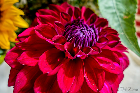 09-21 Bouquet Bokeh--8