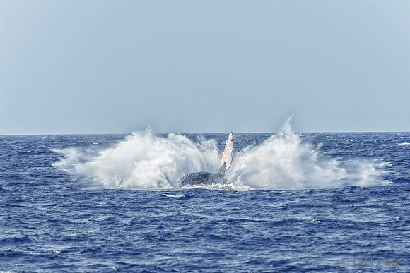 01-28 Whales TIFFS--27