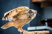 07-20 Owl--6