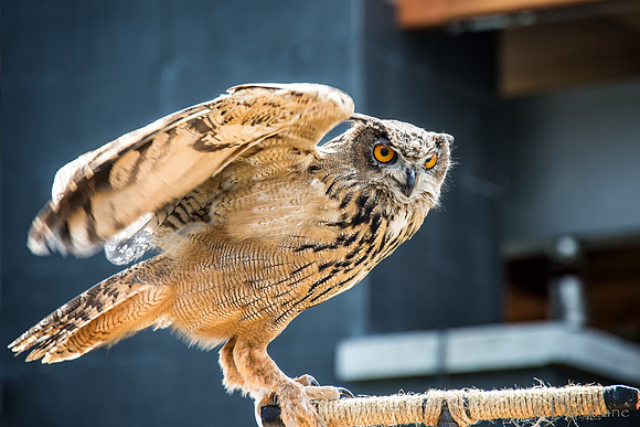 07-20 Owl--6