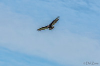 Soaring-1