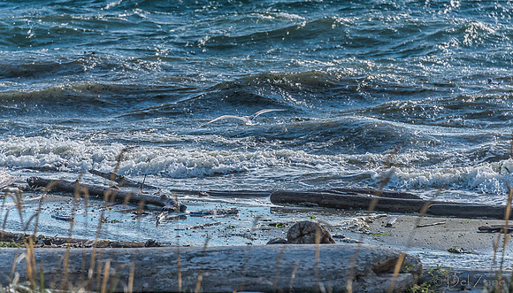 10-19 Burrows Bay Seagulls--11