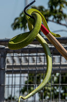 07-20 Snakes--11