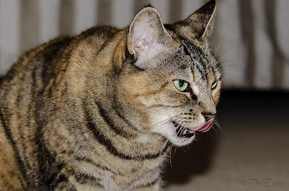 Cats on Parade-24