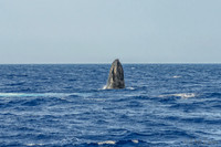 01-28 Whales TIFFS--12