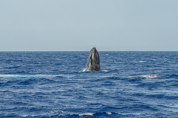 01-28 Whales TIFFS--12
