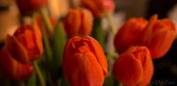 03-10 Night Time Tulips--3
