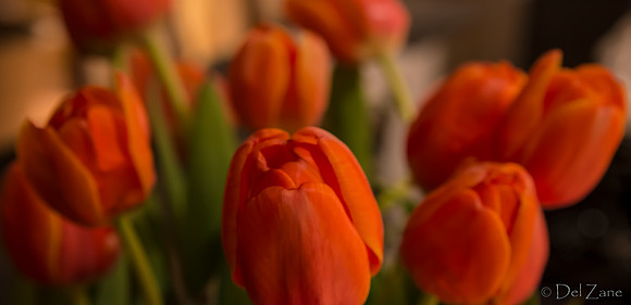 03-10 Night Time Tulips--3