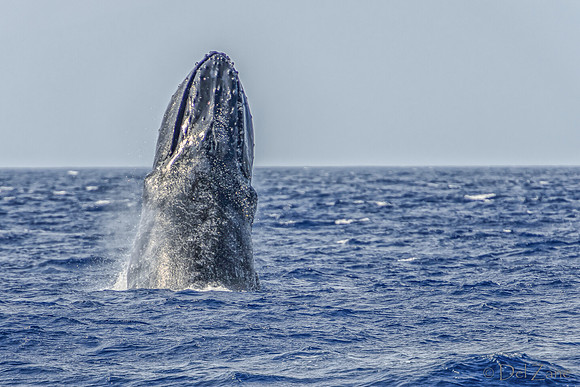 01-28 Whales TIFFS--32