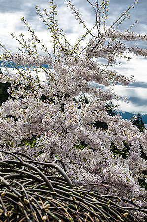 Early Spring Blooms-36