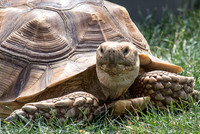 07-20 Misc Animals_reptiles--2