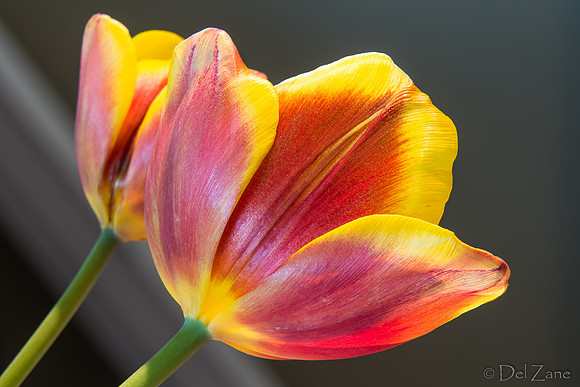 04-28 Macro 36mm 28-300mm D600 Flowers-22