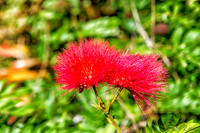 01-23 Kula Botanical Gardens TIFFs--3
