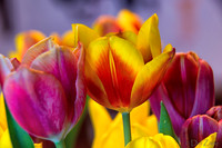 04-28 Macro 36mm 28-300mm D600 Flowers--16
