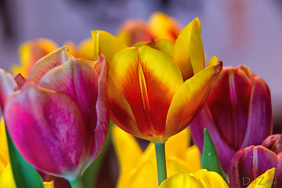 04-28 Macro 36mm 28-300mm D600 Flowers--16