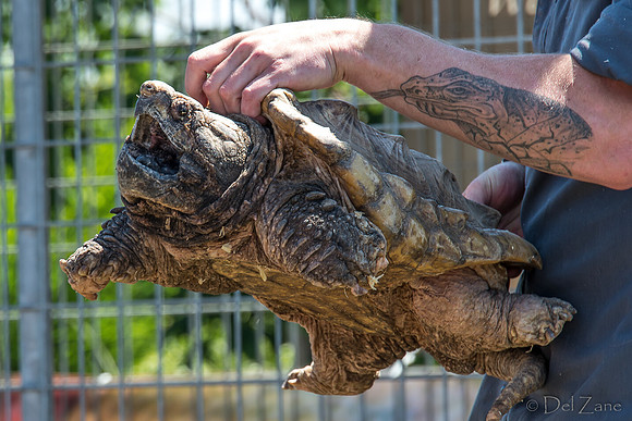 07-20 Misc Animals_reptiles-