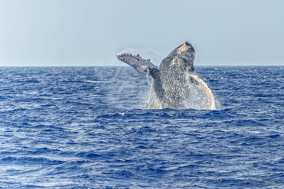01-28 Whales TIFFS--24