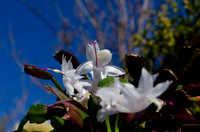 Christmas Cactus-7
