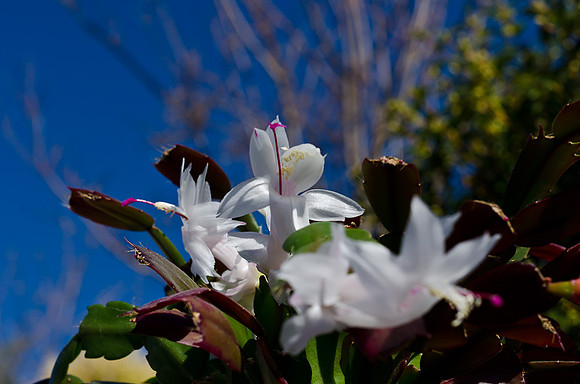 Christmas Cactus-7