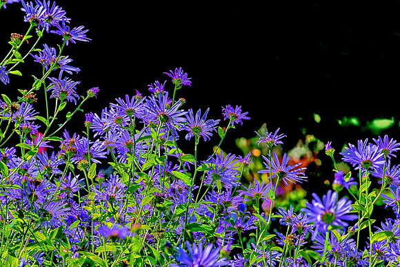 09-12 Shadra's Fall Garden Stroll--11