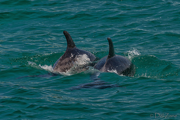 Bay of Islands NZ--32