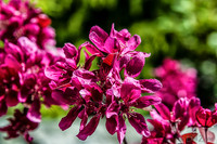Early Garden Bloomers-
