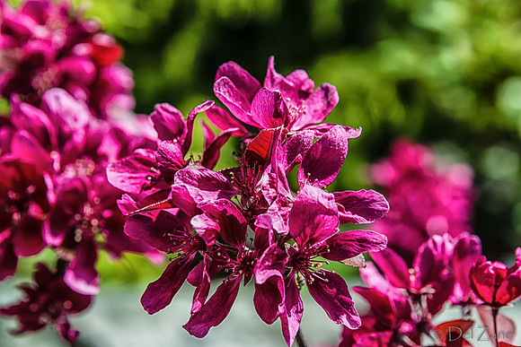 Early Garden Bloomers-