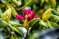 04-28 Macro 36mm 28-300mm D600 Flowers--8