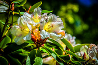 Early Garden Bloomers--3