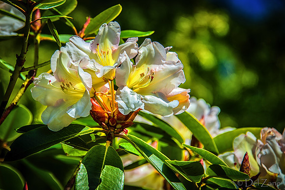Early Garden Bloomers--3