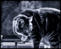 Cats-18