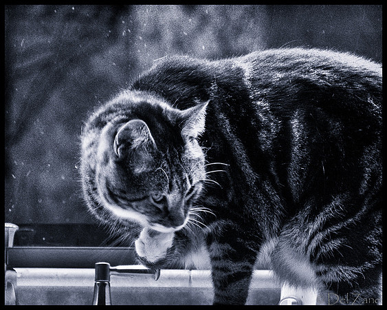 Cats-18
